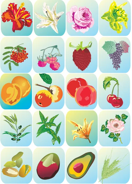 Iconos de flores y frutas — Vector de stock