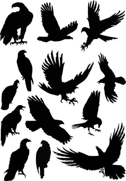 Thirteen eagle silhouettes — Stock Vector