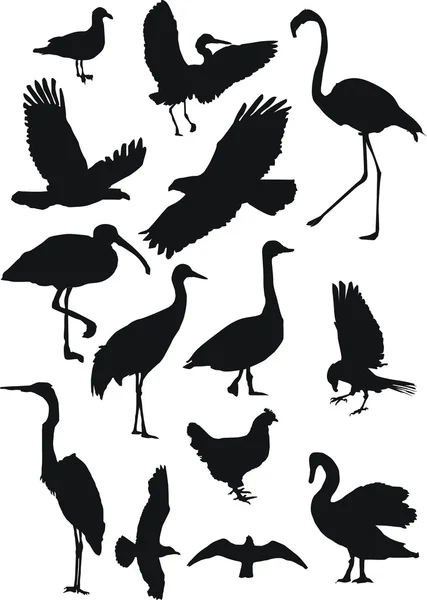 Raccolta uccelli — Vettoriale Stock