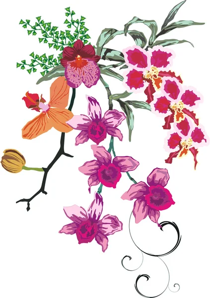 Barva orchid dekorace — Stockový vektor