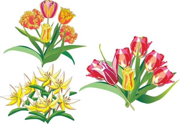 Tulip bouquets on white — Stock Vector