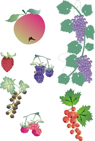 Berry collection — Stock Vector