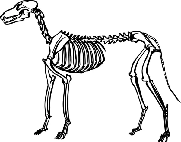Dog skeleton — Stock Vector