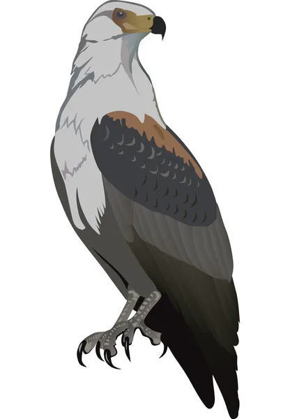 Один орел, изолированный на белом — стоковый вектор