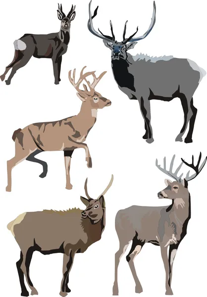 Illustration with deers — Stock Vector