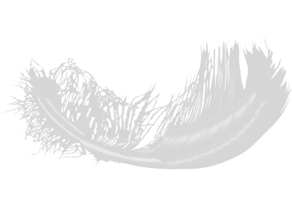 White feather illustratie — Stockvector