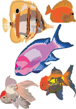 Fish collection clipart