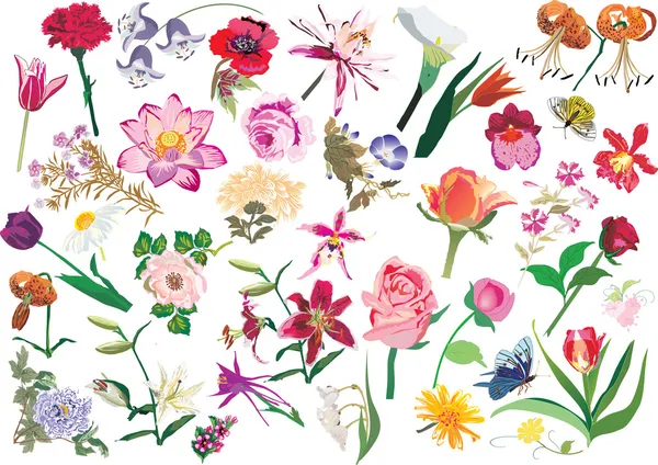 Set di fiori di colore grande — Vettoriale Stock