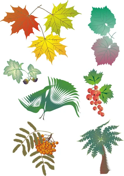 葉のコレクション — ストックベクタ