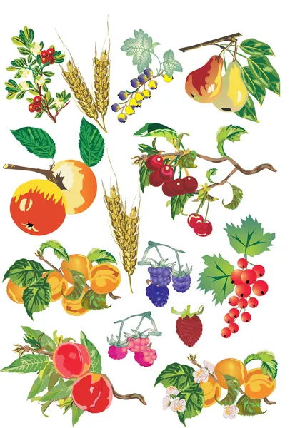 Raccolta di frutta — Vettoriale Stock