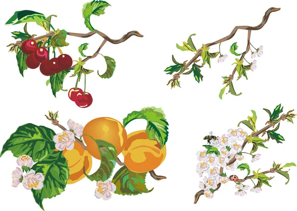 Melocotón, cereza y flores — Vector de stock