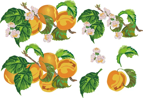 Reifer Pfirsich und Blüten — Stockvektor