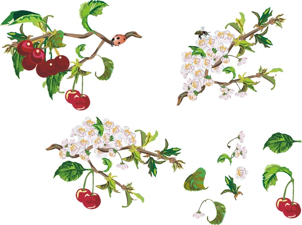 stock vector Ripe cherry and flowers