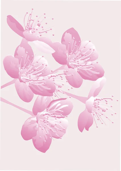 Flores de cerejeira em rosa —  Vetores de Stock