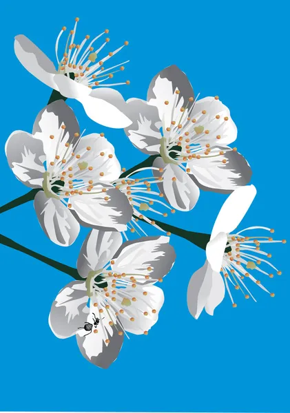 Cherry tree flowers on blue — Stock Vector