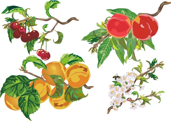 Персик, вишня и абрикос — стоковый вектор