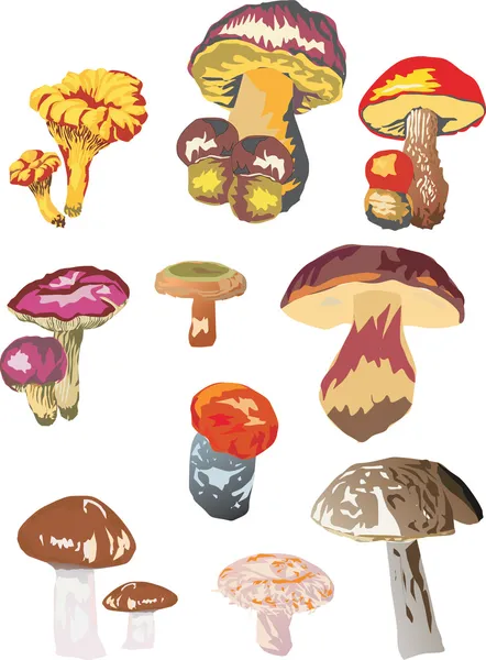 Different mushrooms — Stock Vector