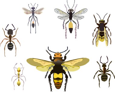 Ants and wasps clipart