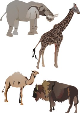 Collection of animals clipart