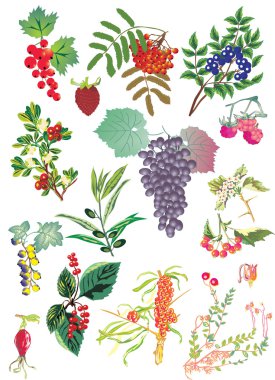 Fruits and flowers on white clipart