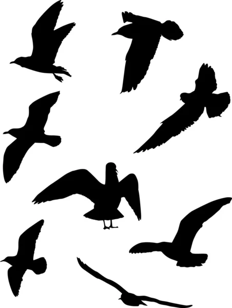 Coleção de silhuetas de gaivota — Vetor de Stock