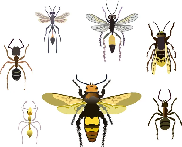 Hormigas y avispas — Archivo Imágenes Vectoriales