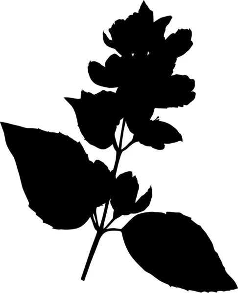 Jasmin flowers silhouette — Stock Vector