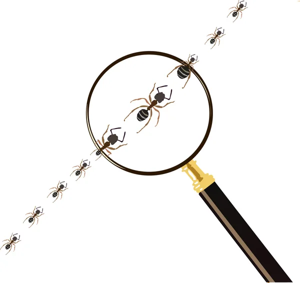 Powiększające i mrówki — Wektor stockowy