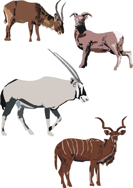 Illustration with goats — Stock Vector
