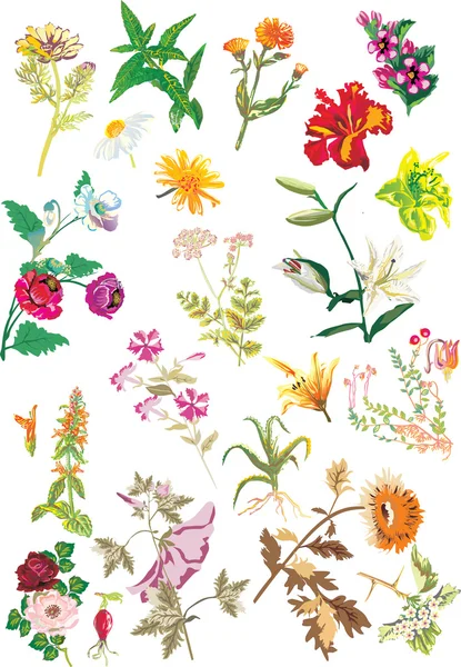 Set di fiori diversi — Vettoriale Stock