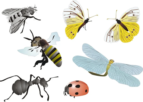 Hmyzu kolekce — Stockový vektor