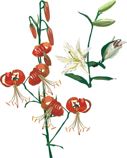 Rote und weiße Lilie — Stockvektor