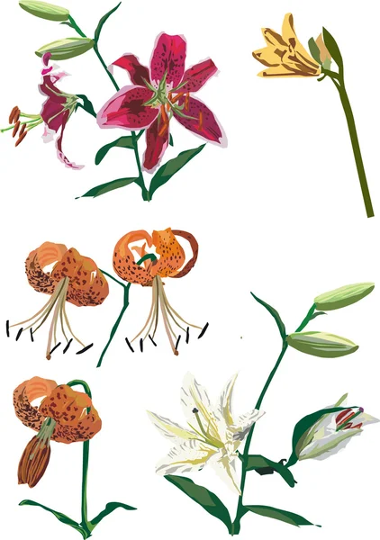 Colección de flores Lily — Archivo Imágenes Vectoriales