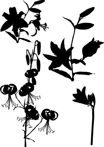Lilie ornamentale Silhouette — Stockvektor