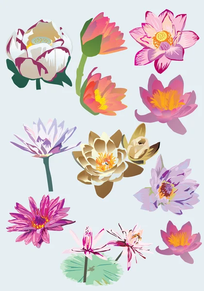 Set van lotus — Stockvector
