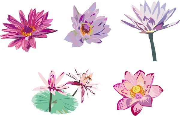 Collection of lotus — Stock Vector