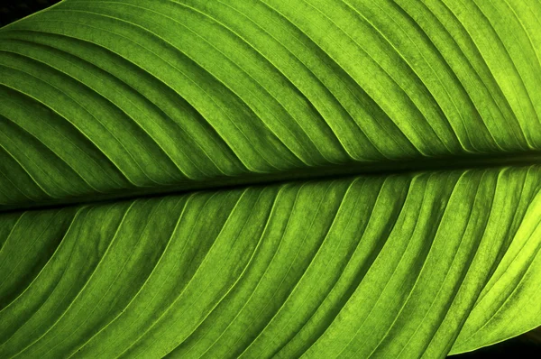 Зеленый лист Стоковое Фото