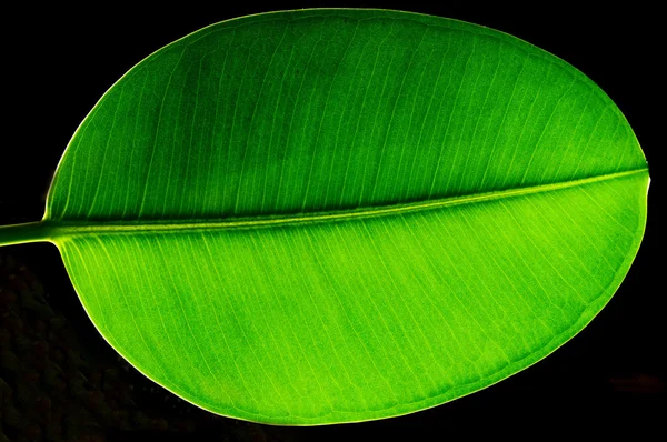 Green Leaf — Stock Photo, Image