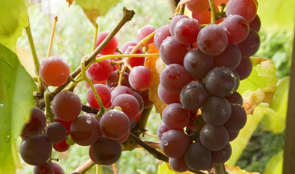 stock image Grapes