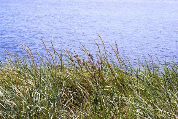 stock image Seagrass