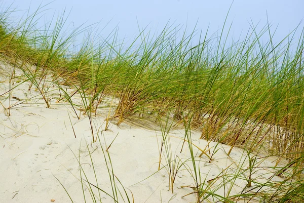 海の草 — ストック写真