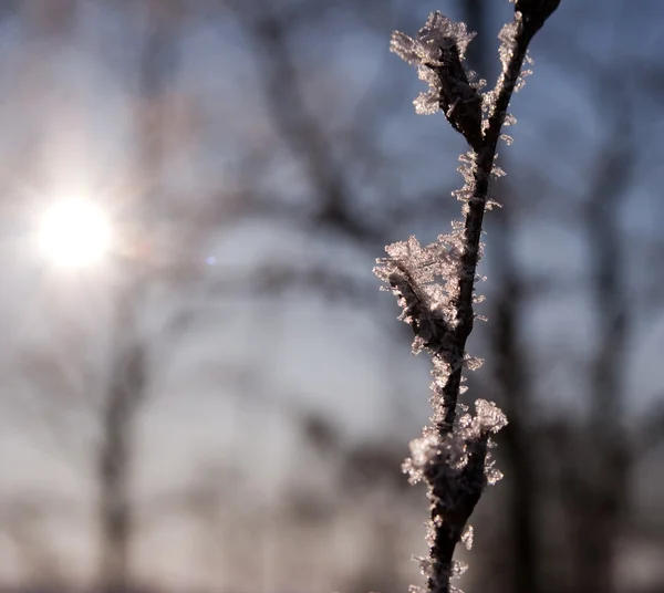 Мороз и солнце — 图库照片
