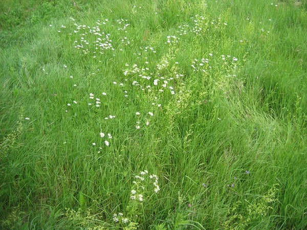 stock image Green meadow with camomiles.