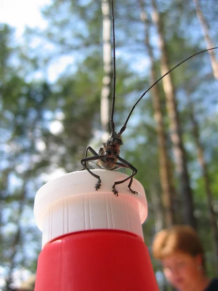 Ketçap şişesi üzerinde böcek