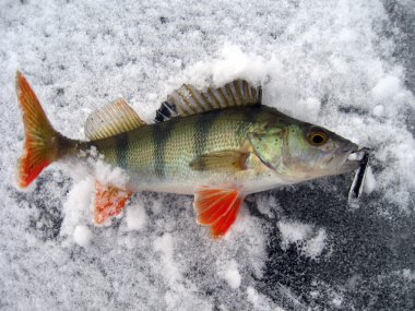 Perch on ice with a bait in a teeth clipart
