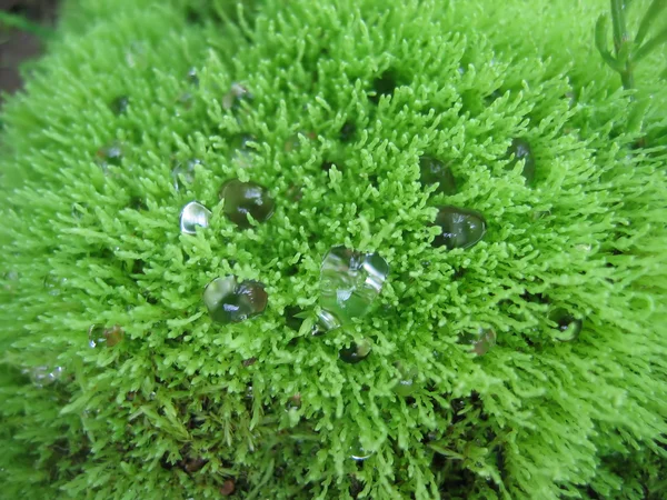Yeşil bir yosun için yağmur damlaları