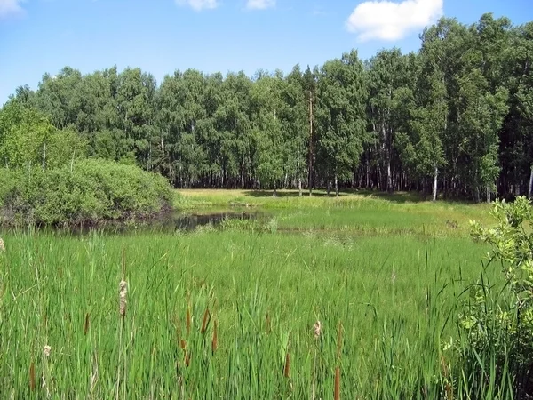 stock image Birches at a pond.