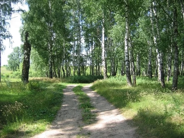 Дорога в березовом лесу . — стоковое фото