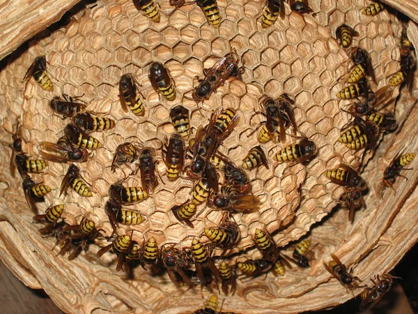 stock image Hornets nest