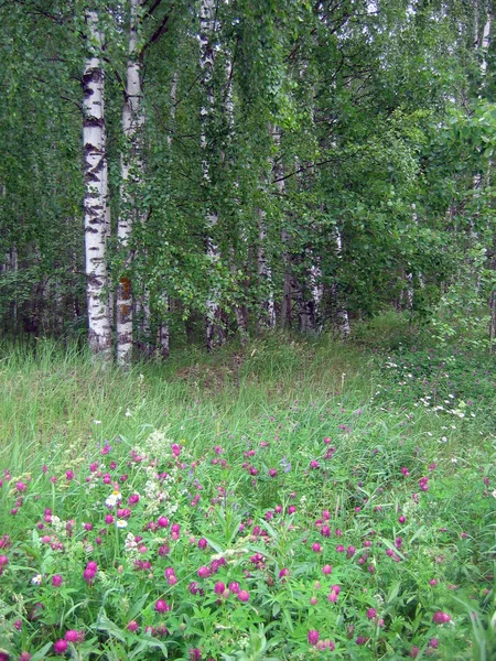 stock image Glade with a clover in birch wood.